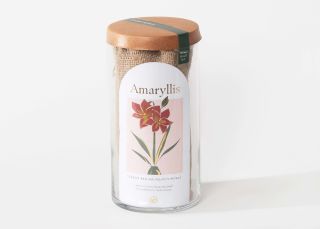 Add On Item: Amaryllis Bulb Kit